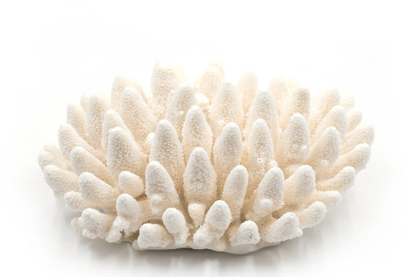 Premium Decor Finger Coral - Acropora Finger